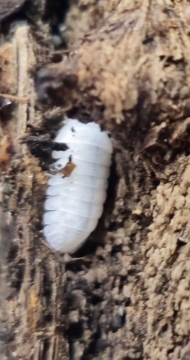 moby dick isopods